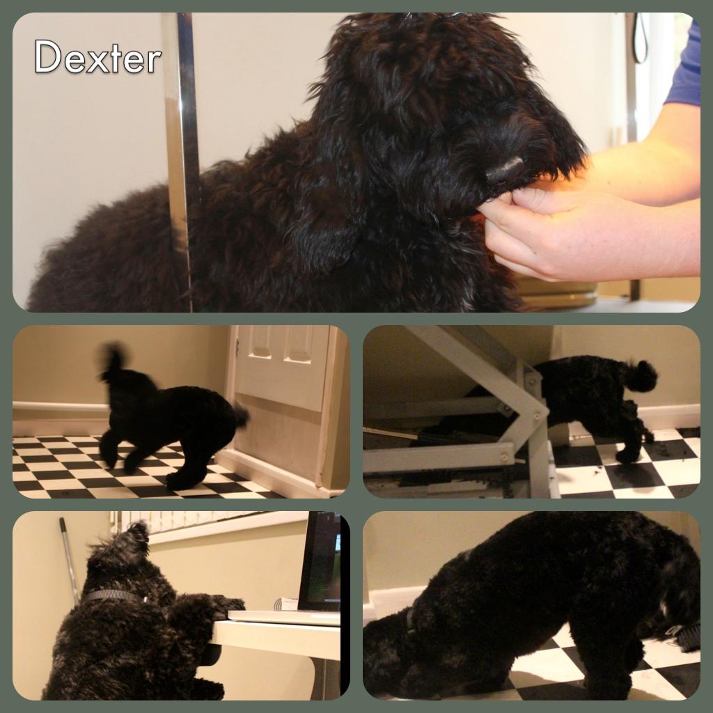 Clark and Green Dog Grooming Ilkeston / Eastwood