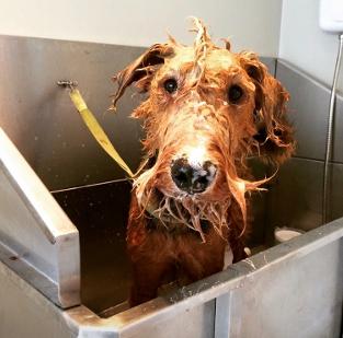 All about the shampoo we use on your pets and why we love it.