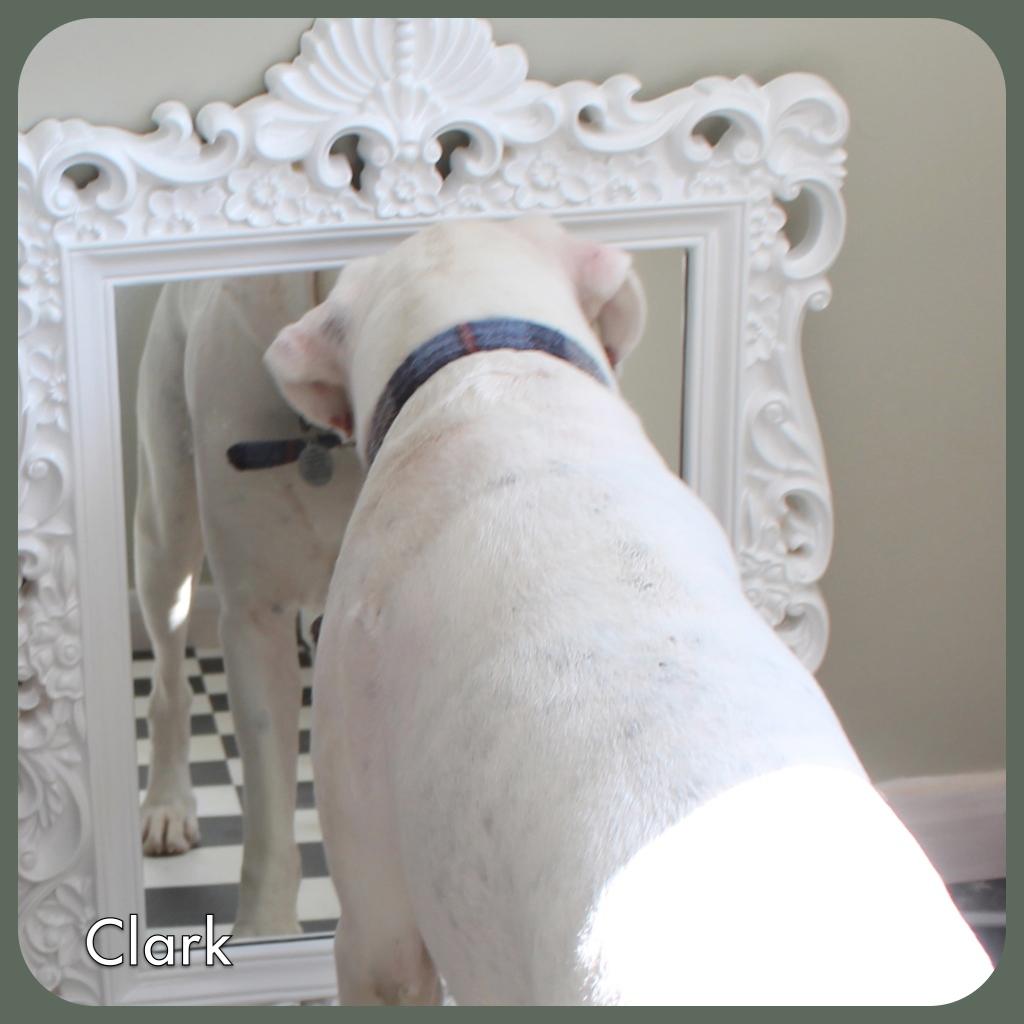 Clark and Green Dog Grooming Ilkeston / Eastwood